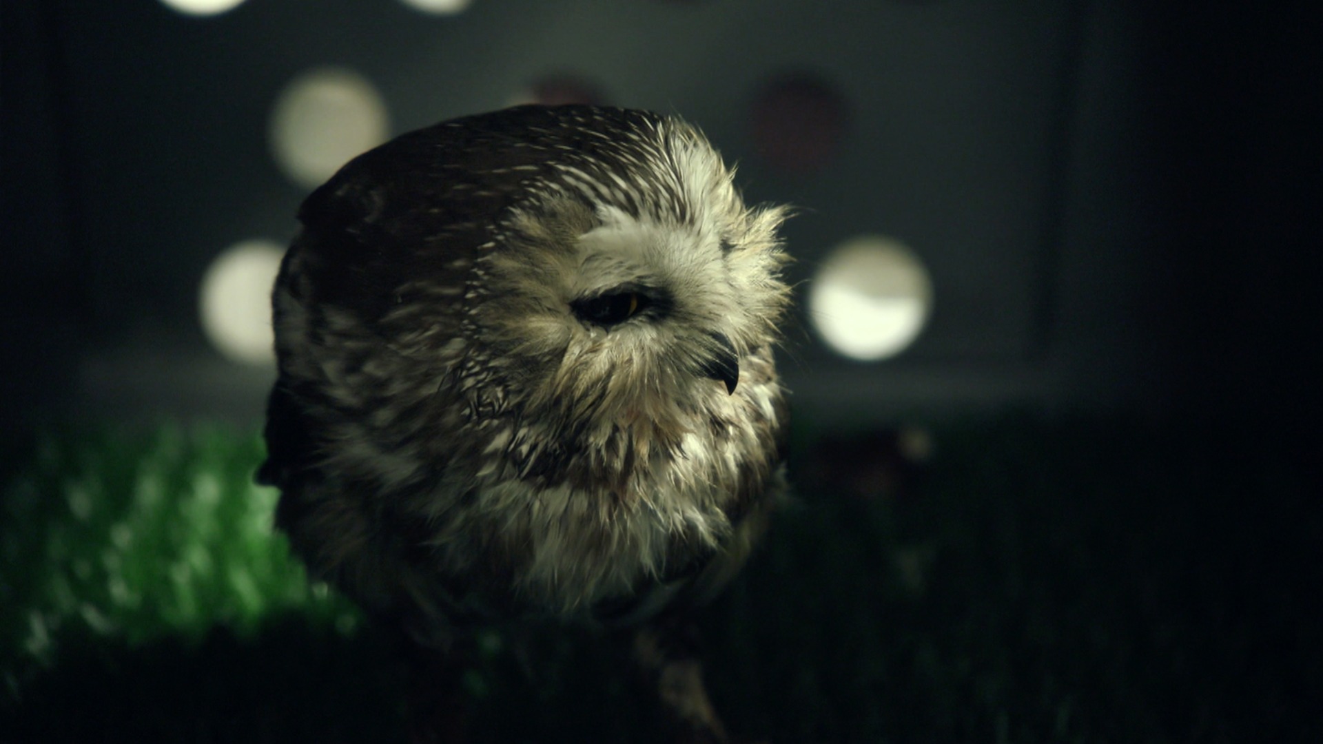 World's Wildest City: Anchorage—Bald Eagle Rescue