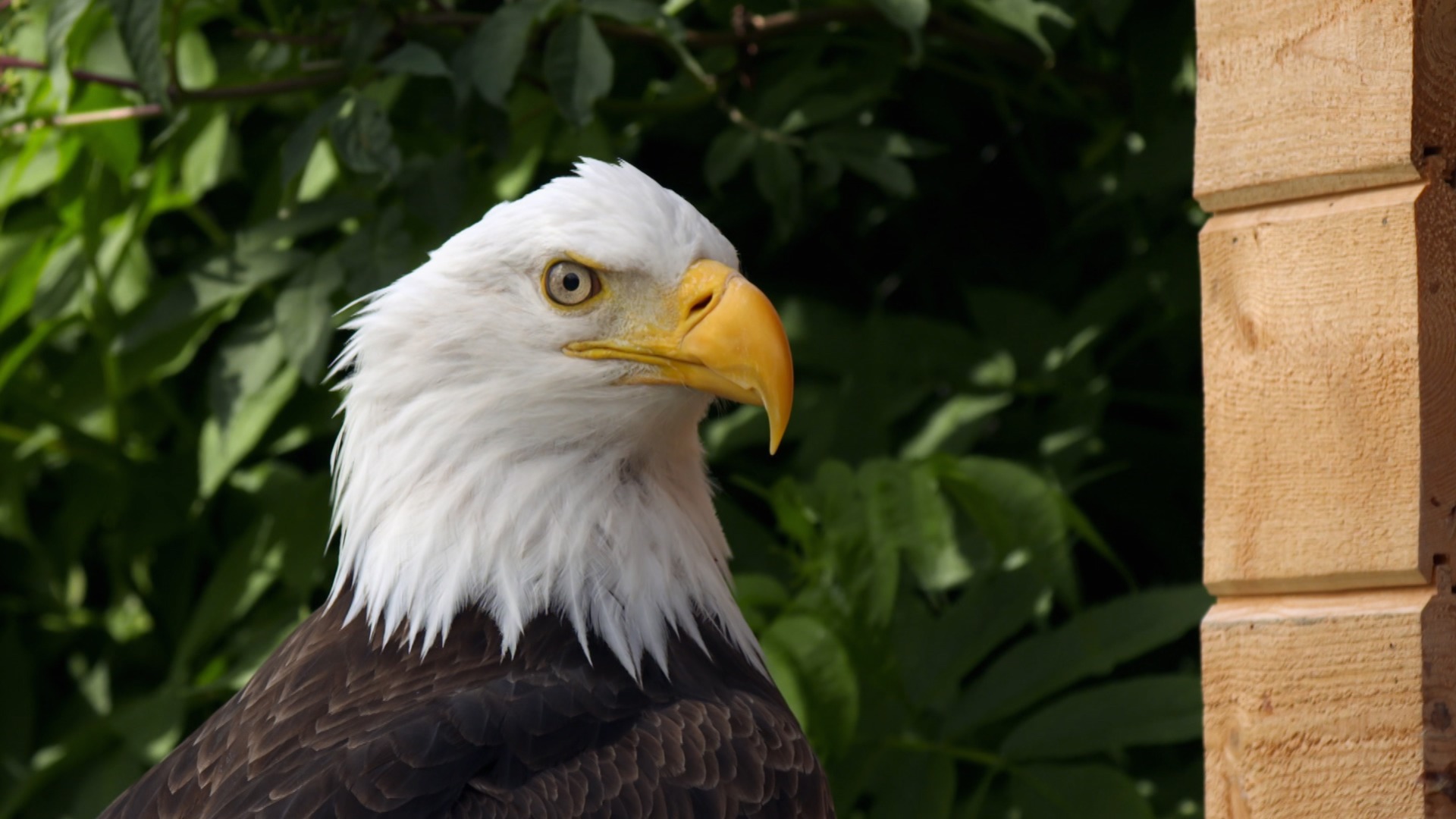 World's Wildest City: Anchorage—Wild Rescue