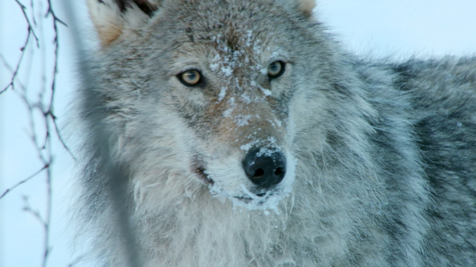 World's Wildest City: Anchorage—Wolves on Main Street