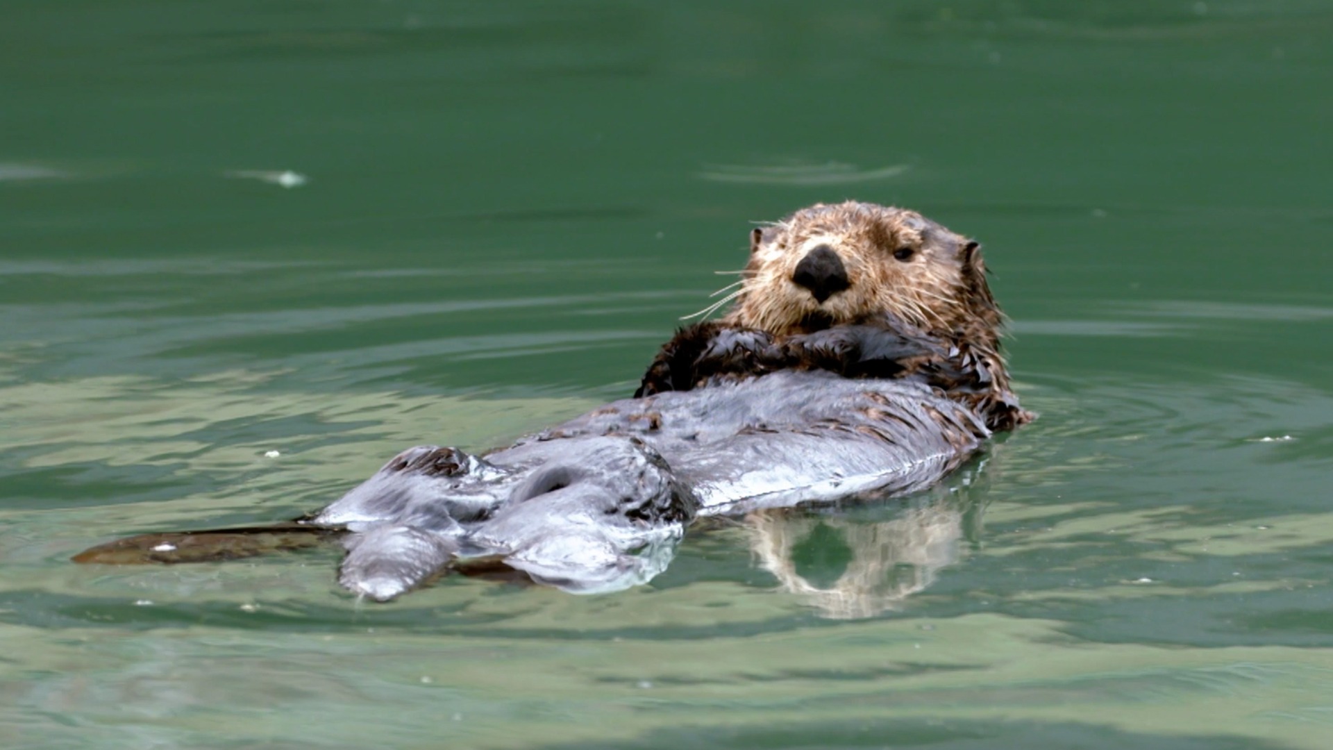 World's Wildest City: Anchorage—Arctic Refuge