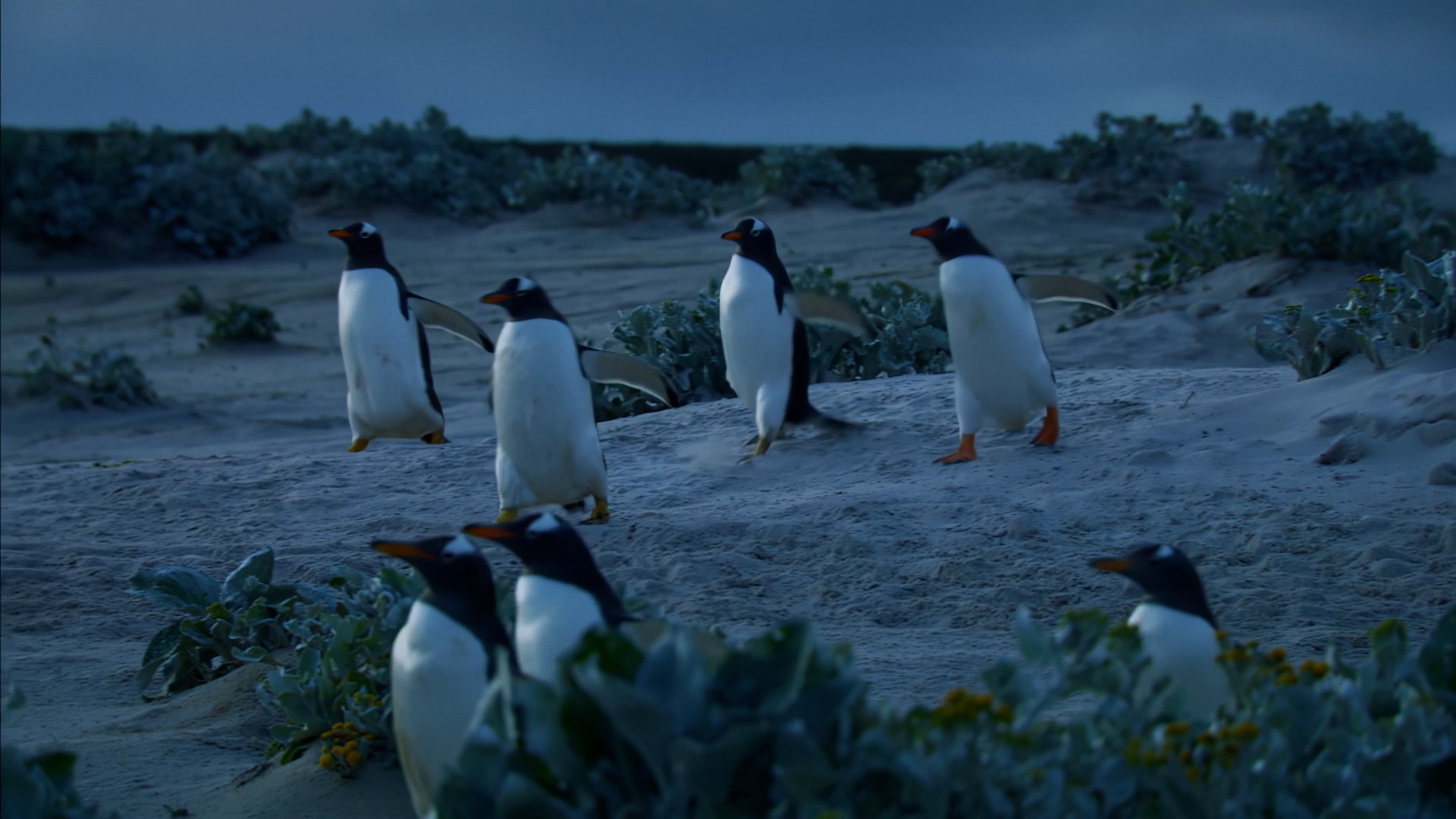 Wildest Islands—Falkland Islands: Penguin Paradise