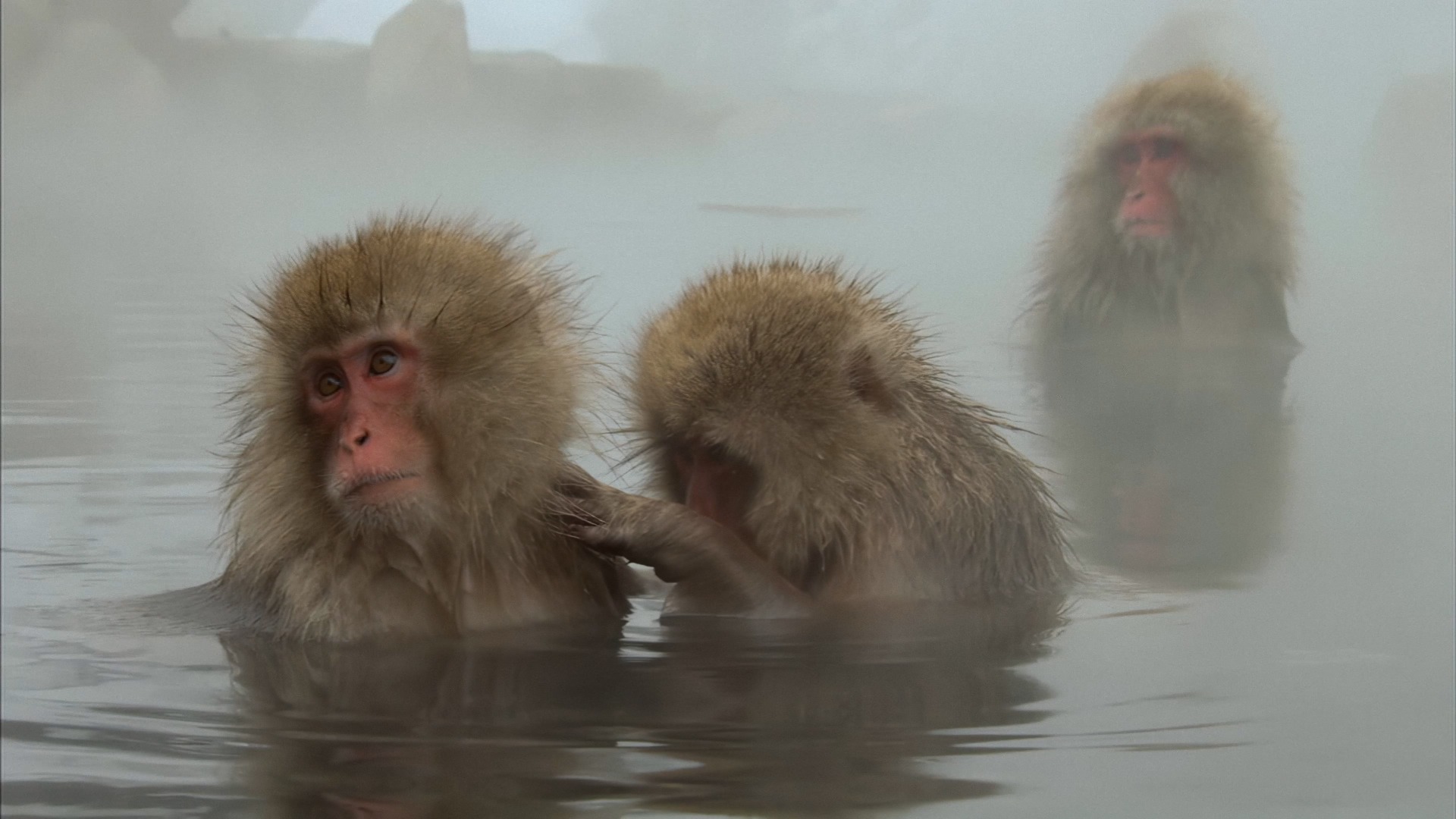 Wildest Islands—Japan: Islands of Extremes