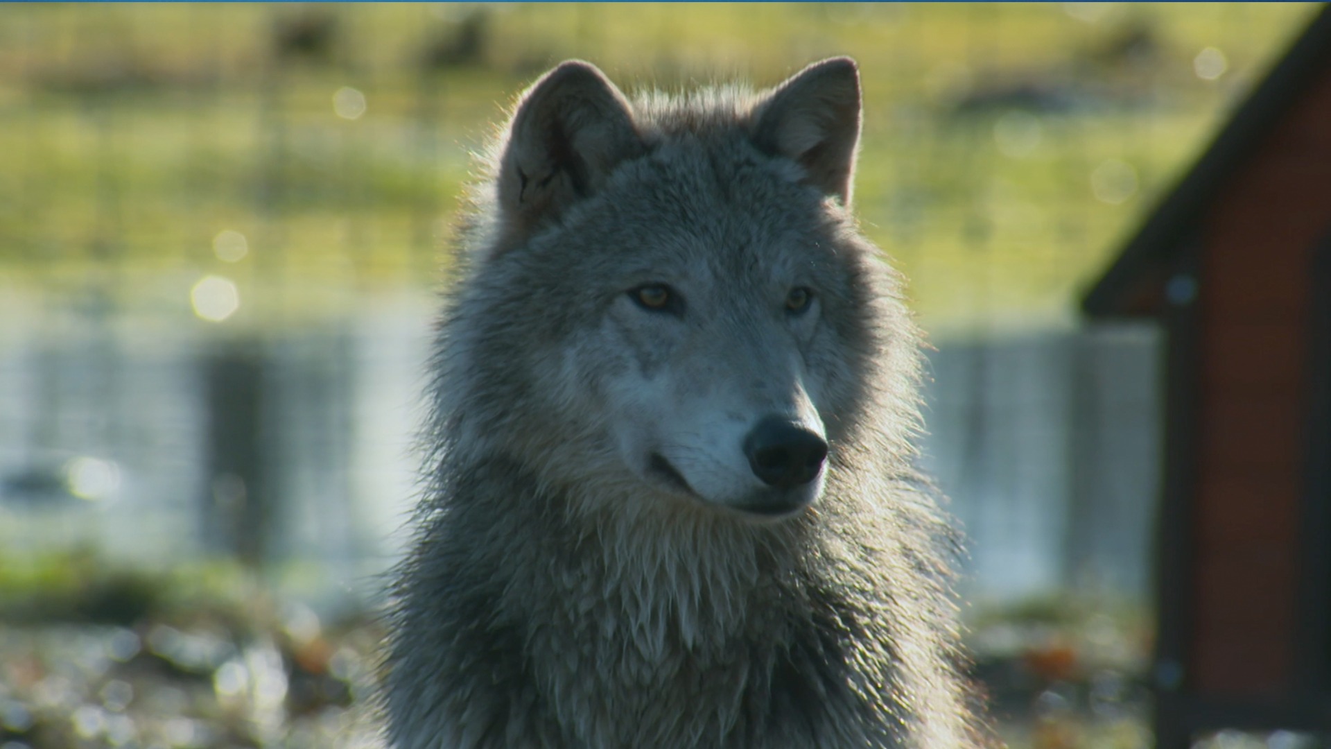 World's Wildest City: Anchorage—City Lynx