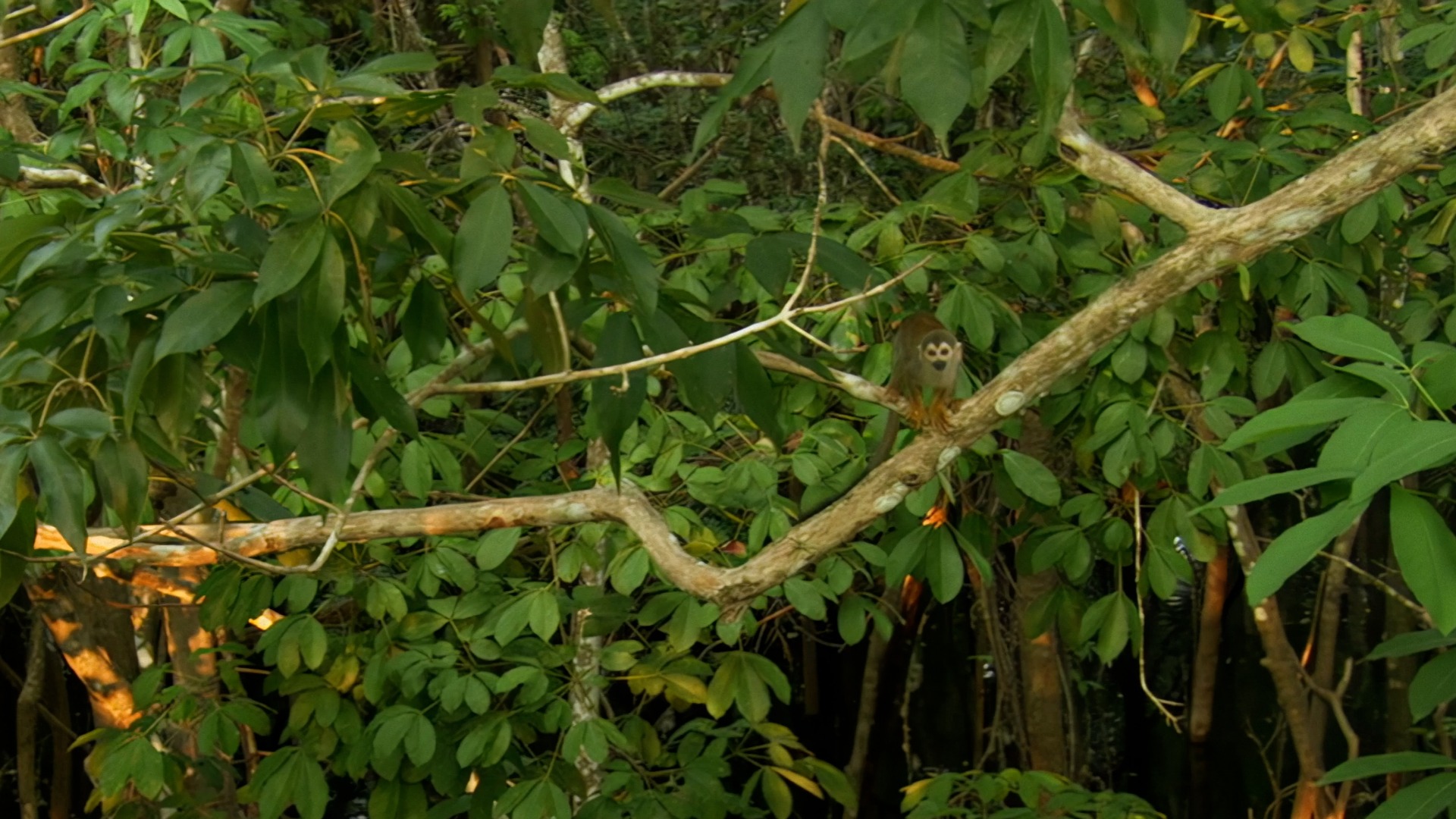 Wildest Islands—Amazon River Islands: The Floating Forest